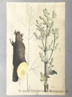 Aimée Henry: Rheum compactum [L.]., [aus