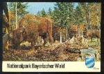 x11775; Wisent.