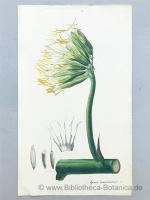 Aimée Henry: Agave americana L., 2 Tafel