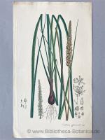 Aimée Henry: Veratrum officinale Schl[ec