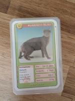 Katzen