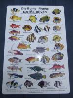 Die Bunte Fische der Malediven. Ein Führ