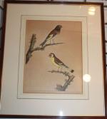 Eleazar ALBIN: A. The Swallow Goldfinch 