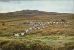 Rounding up Sheep on Dartmoor, Devon, 19