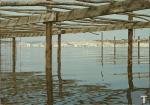 Languedoc , Etang de Thau