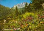 Sonnenalpe Naßfeld - Einzigarties Wulfenia-Naturschutzgebiet