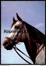 ÄLTERE POSTKARTE PFERD SCHIMMEL ZAUM ZAU