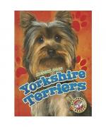 Mari C. Schuh: Yorkshire Terriers Mari C. Schuh: Yorkshire Terriers
