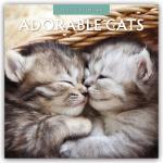 ISBN 9781804423660: Adorable Cats - Liebenswerte Katzen 2025 - 16-Monatskalender