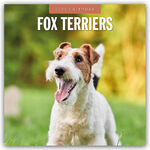 ISBN 9781804424636: Fox Terriers 2025 Square Wall Calendar