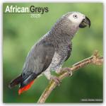 ISBN 9781804604120: African Greys – Graupapageien 2025 – 16-Monatskalender - Original Avonside-Kalender [Mehrsprachig] [Kalender]