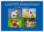 ISBN 9783383100093: Lagotto Romagnolo - Ein Hund zum Verlieben (Wandkalender 2024 DIN A2 quer), CALVENDO Monatskalender