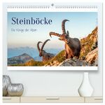 ISBN 9783383908156: Steinböcke - Die Könige der Alpen (hochwertiger Premium Wandkalender 2025 DIN A2 quer), Kunstdruck in Hochglanz – Stolze Steinböcke in den Schweizer Alpen