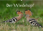 ISBN 9783675287365: Der Wiedehopf (Wandkalender 2023 DIN A2 quer)