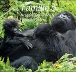 ISBN 9783724507680: Familie 5. Berggorillas in den Virunga- Wäldern.