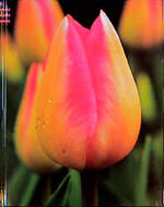 ISBN 9783760717999: Tulpen