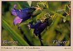 ISBN 9783892618171: Blumen /Flowers. 30 Postkarten /30 postcards /30 Cartes Postales