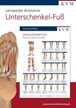 ISBN 9783940698094: Lernposter Anatomie-Muskulatur : Region Unterschenkel-Fuß