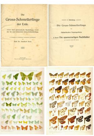 Die Großschmetterlinge der Erde. Eine systematische Bearbeitung d. bis jetzt bekannten Großschmetterlinge. Abt. 1: Die Großschmetterlinge d. Palaearktischen […]