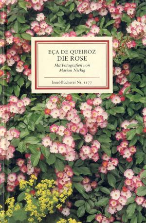 gebrauchtes Buch – Queiroz, José Maria Eça de – Die Rose. Insel-Bücherei Nr. 1177