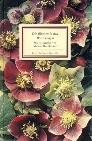 gebrauchtes Buch – Hochheimer, Martina  – Die Blumen in den Wintertagen. Texte und Bilder. Insel-Bücherei Nr. 1273