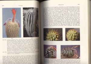 Die Cactaceae. Handbuch der Kakteenkunde. Bd. 6.