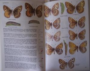 Butterflies & Day-Flying Moths – Of Britain and Europe