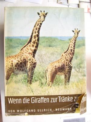 Wenn die Giraffen zur Tränke ziehn