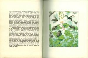 Däumelischen., Märchen. Bilder von Elsa Beskow.