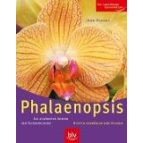 gebrauchtes Buch – Jörn Pinske – Phalaenopsis