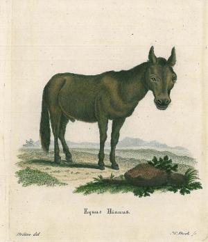 gebrauchtes Buch – PFERDE. - Maulesel., "Equus Hinnus". Ein Maulesel.