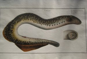 Petromizon marinus – Die Lamprete – La Lamproie – The Lamprey (modern: Petromyzon marinus).