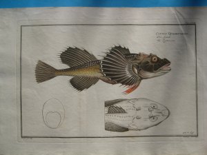 Cottus Quadricornis – Der Seebulle / Vierhörniger Seeskorpion – La Quatrecorn (modern: Triglopsis quadricornis)