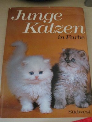 Junge Katzen in Farbe.