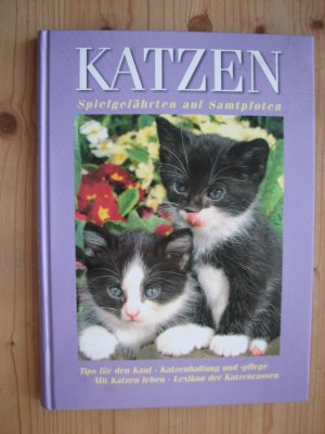 Katzen - Spielgefährten auf Samtpfoten