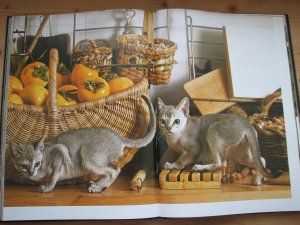 gebrauchtes Buch – Angela Scipioni – Abenteuer Katzenleben