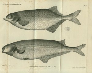 Zur Fischfauna des Senegal Abteilungen 1-3 [Wien,1869-70]