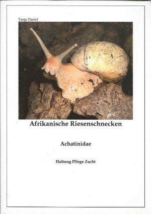 Afrikanische Riesenschnecken Achatinidae