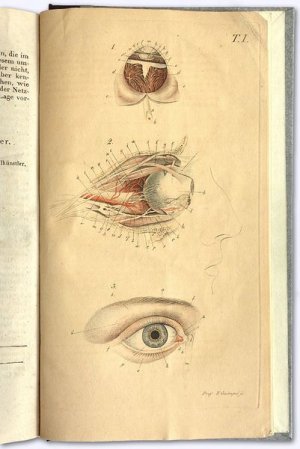 Diätetik für gesunde und schwache Augen, oder was hat man zu thun, um sein Gesicht bis in`s hohe Alter möglichst zu erhalten. Ein Handbuch für Ärzte und […]