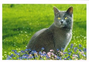 gebrauchtes Buch – Postkarte: Katze (Russisch Blau Hauskatzze) (ungelaufen)