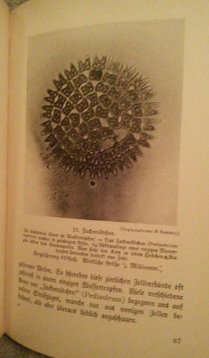 antiquarisches Buch – Robert Nachtwey – Wunderbare Welt im Wassertropfen. Mit 45 Original-Mikroaufnahmen und 12 Zeichnungen des Verfassers