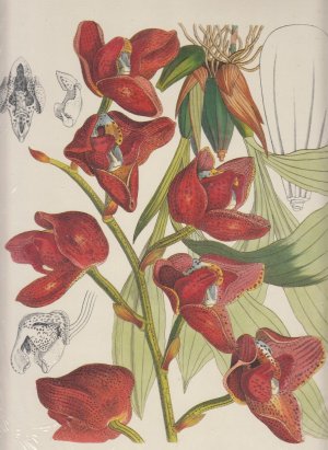 Orchids from the Botanical Register 1815-1847 - 2 Bände / komplett !!!: Text- und Tafelband // noch in Folie (OVP)