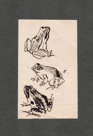 Frosch, Frösche. 2 Zeichnungen, Zeichnung, Tinte. / 2 drawings, drawing, frog, frogs, ink. / 2 dessins, dessin, grenouille, grenouilles, encre.