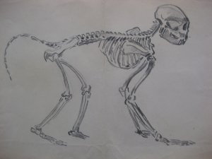 Skelett eines Affen. Zeichnung. Bleistift. Anatomie Affe. / Skeleton of a Monkey / Ape. Drawing. Pencil. Anatomy of a Monkey/ Squelette d’un signe. Dessin […]