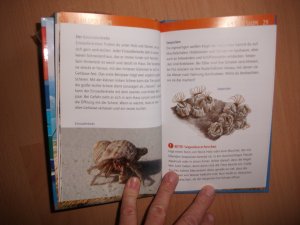 gebrauchtes Buch – Saan, Anita van – Forschen und Entdecken: Projekt Meer & Küste