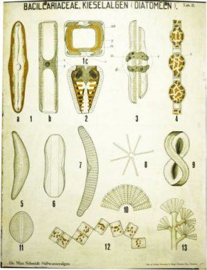 antiquarisches Buch – Bacilariaceae - Kieselalgen (Diatomeen).