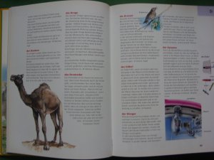 gebrauchtes Buch – Mein großes Grundschullexikon