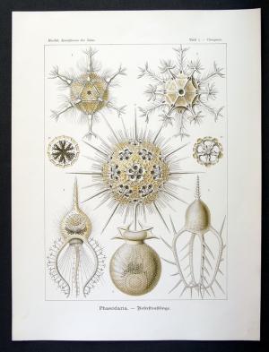 antiquarisches Buch – Haeckel, Ernst  – 1 - Phaeodaria - Rohrstrahlinge - Circogonia