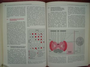 gebrauchtes Buch – Peter Westhoff, Holger Jeske – Molekulare Entwicklungsbiologie • Vom Gen zur Pflanze • didaktisch übersichtlich