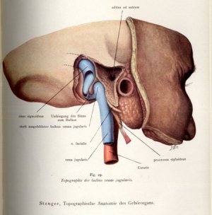 Topographische Anatomie nach Regionen: Anatomie des Kopfes; Anatomie der Nasenhöhle; Anatomie des Gehörorgans; Mundrachens; Halses und des Mediatininums […]